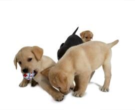 Puppies playing