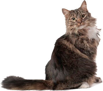 Hairball Cat