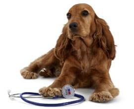 Dog image