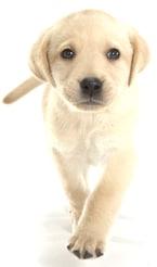 Dog image
