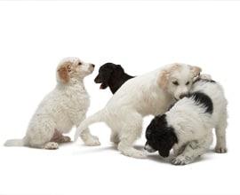 Puppy play