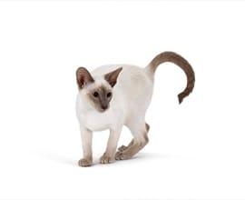 Cat image