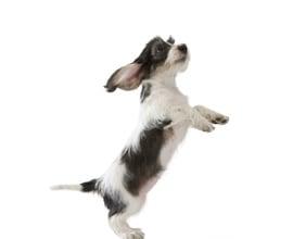 Dog image