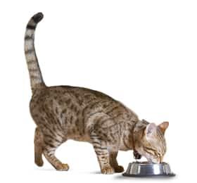 Cat Eating