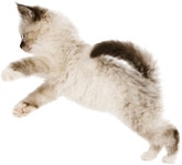 Kitten Image