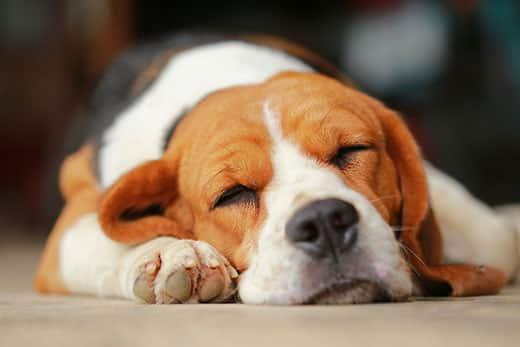 Beagle Sleeping Close-up of a beagle sleeping.