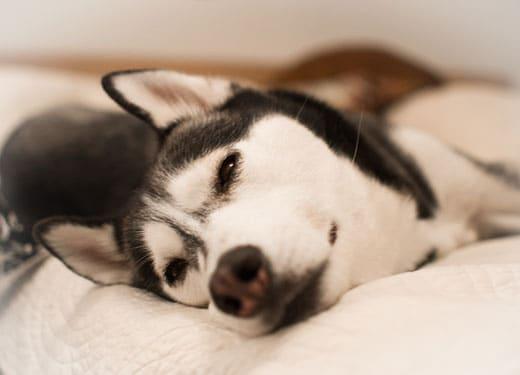 husky-resting-in-a-bed-SW Close-up of husky lying on its side on a bed.